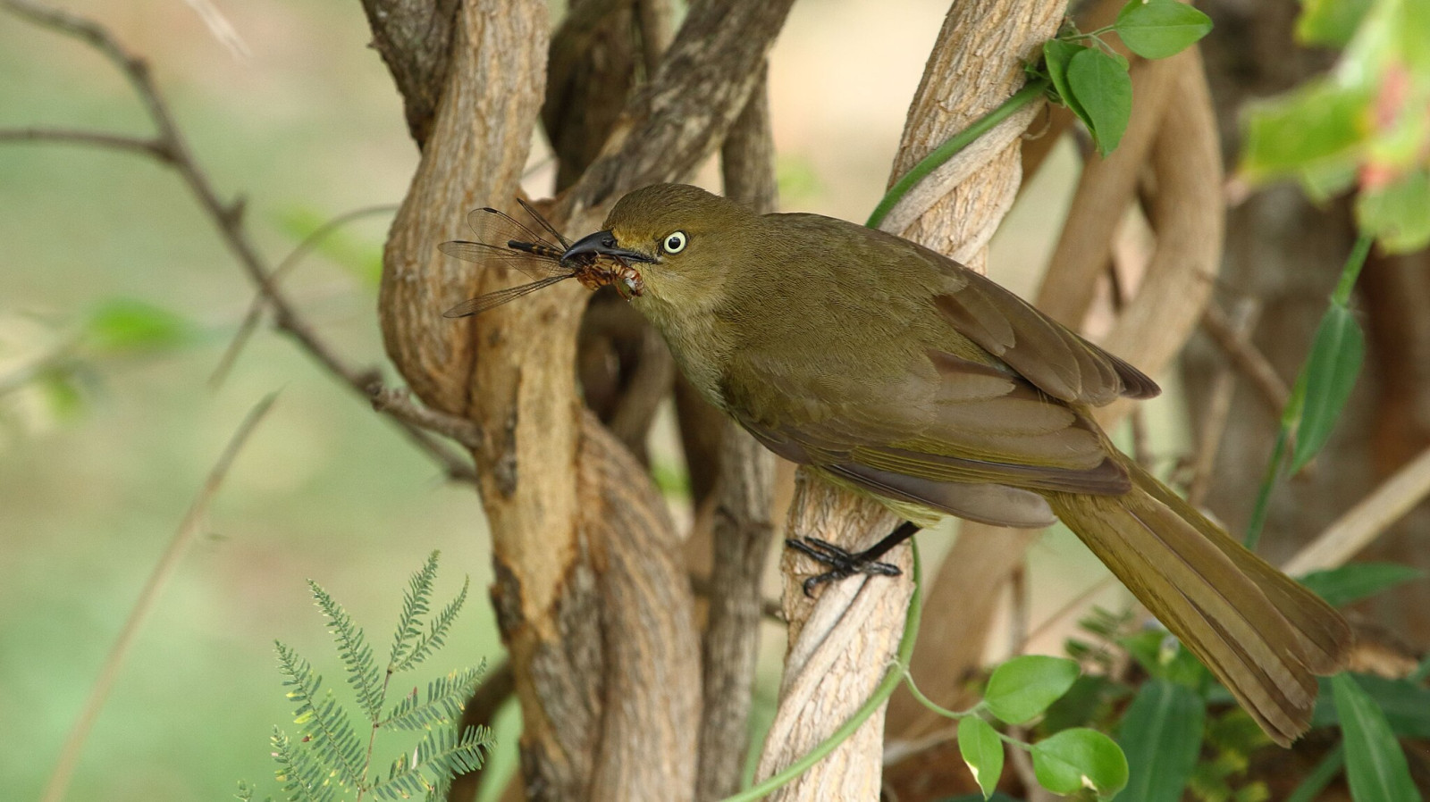 image Sombre Greenbul
